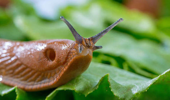 n slug-invasion-spanish-slugs-805965