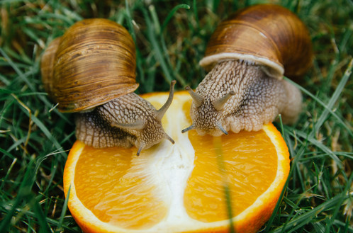Image result for snail