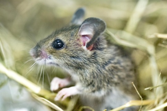 n field mouse
