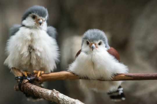 n african pygmy falcons