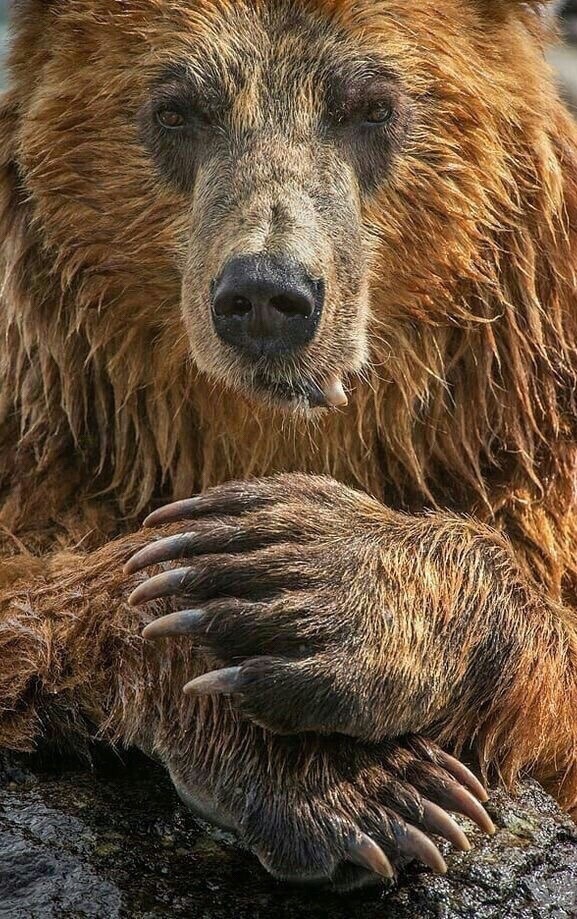 n bear.jpg