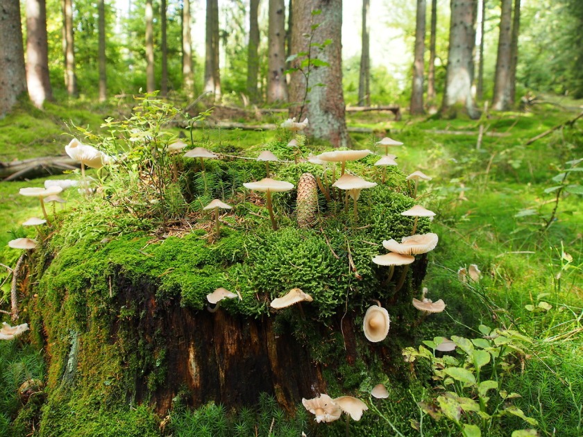n mushroom world