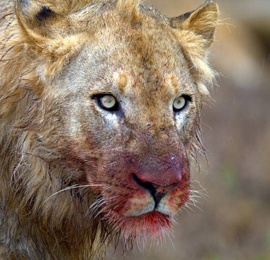 lion dirty face