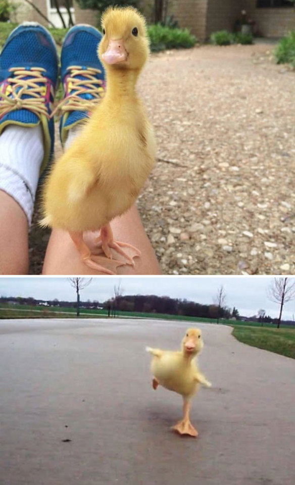 chick 3