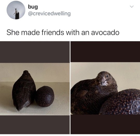 mats with avocado